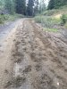 Elk tracks-50.jpg