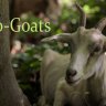 ecogoat